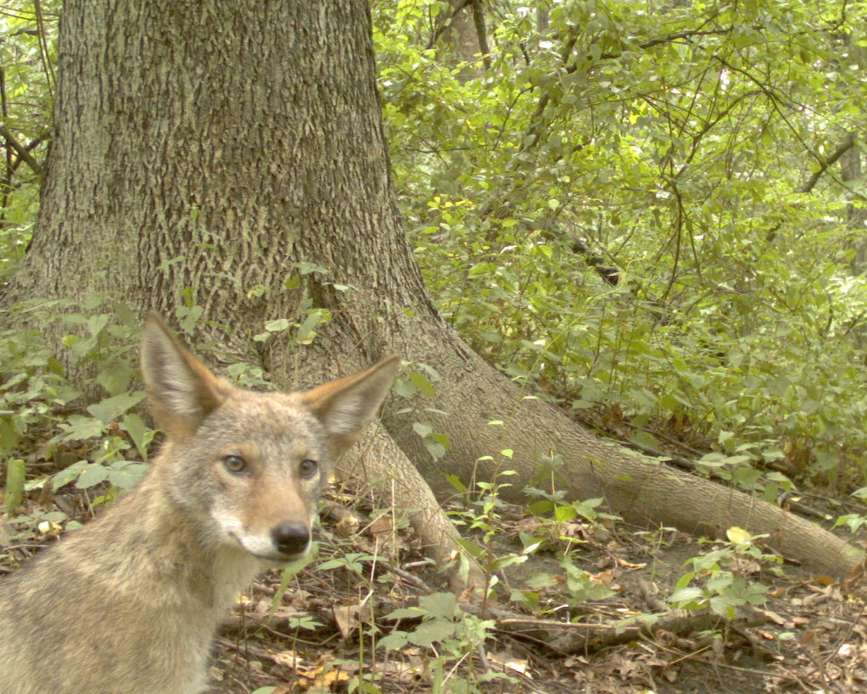 Deploying Wildlife Cameras