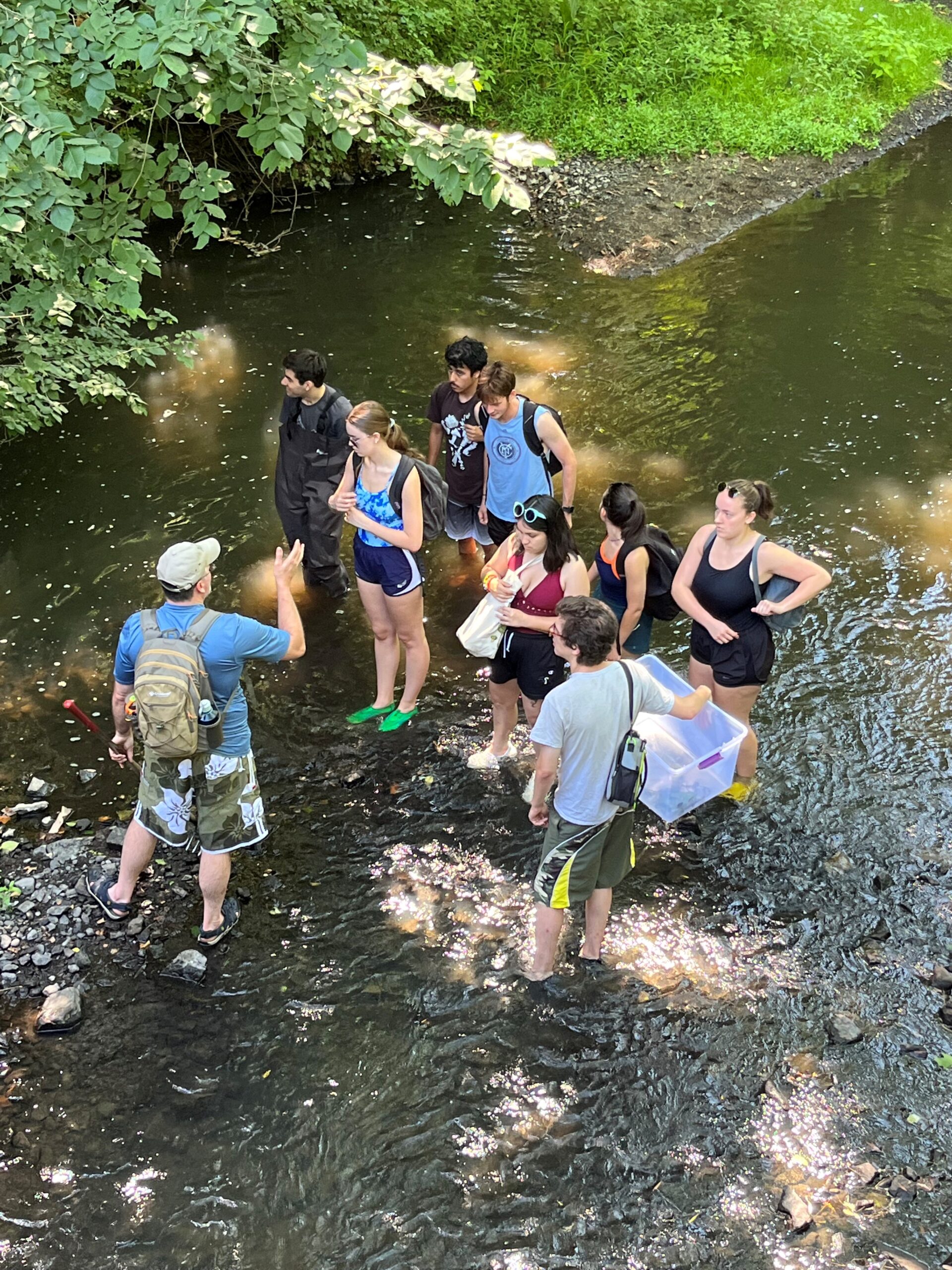 Invasive Aquatic Plant Removal – Mianus River Gorge