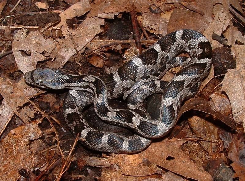 Gray Ratsnake (The Snakes of Ontario) · iNaturalist