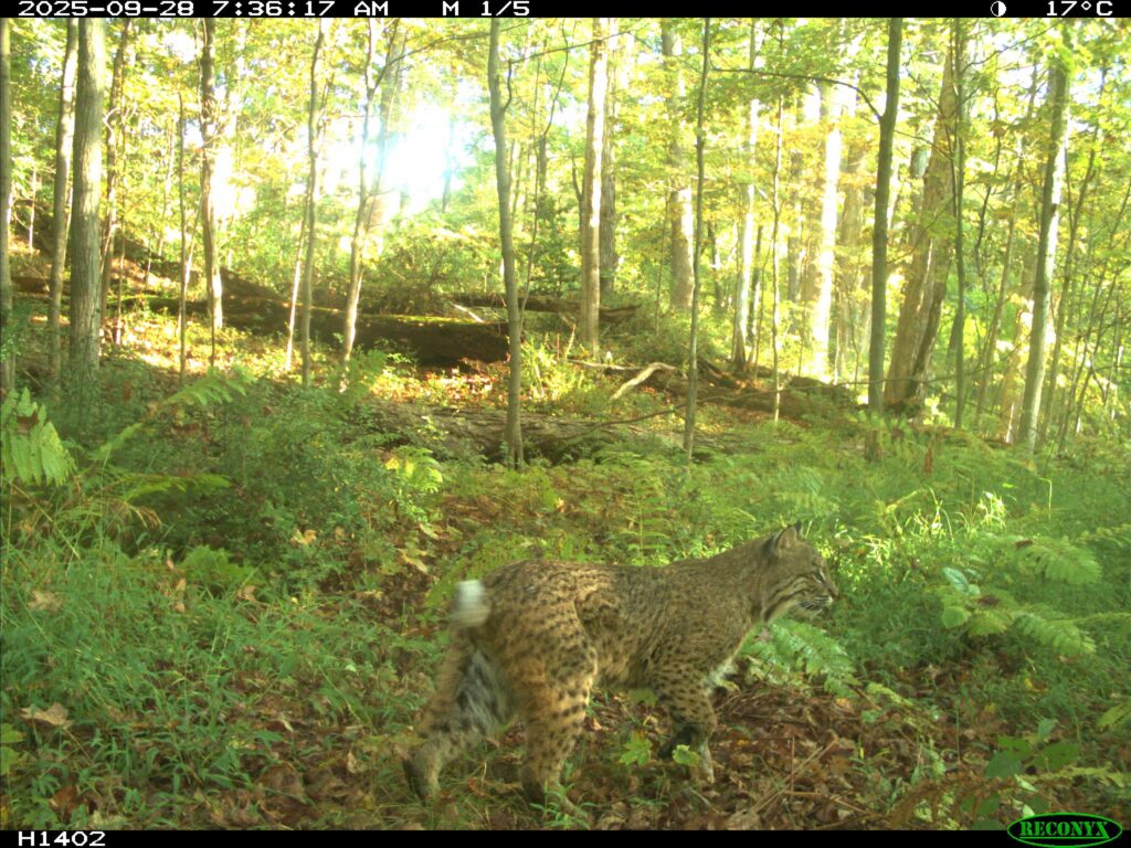 A bobcat, as captured by trail cam, uses a wildlife highway to travel through the woods. 
