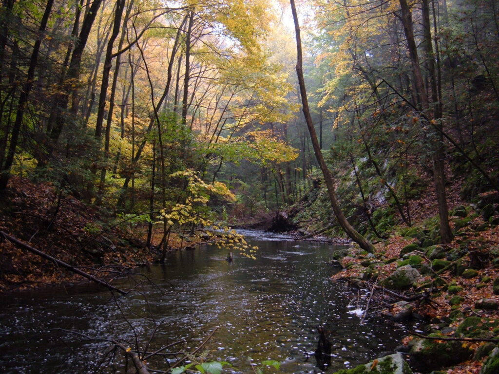 Image of the Mianus river surrounded by trees with fall color