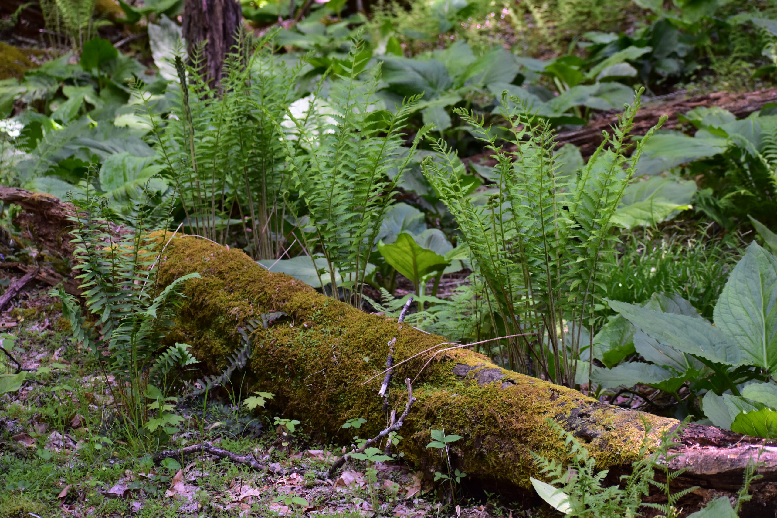 Trailhead Interpretive Loop Opening Celebration