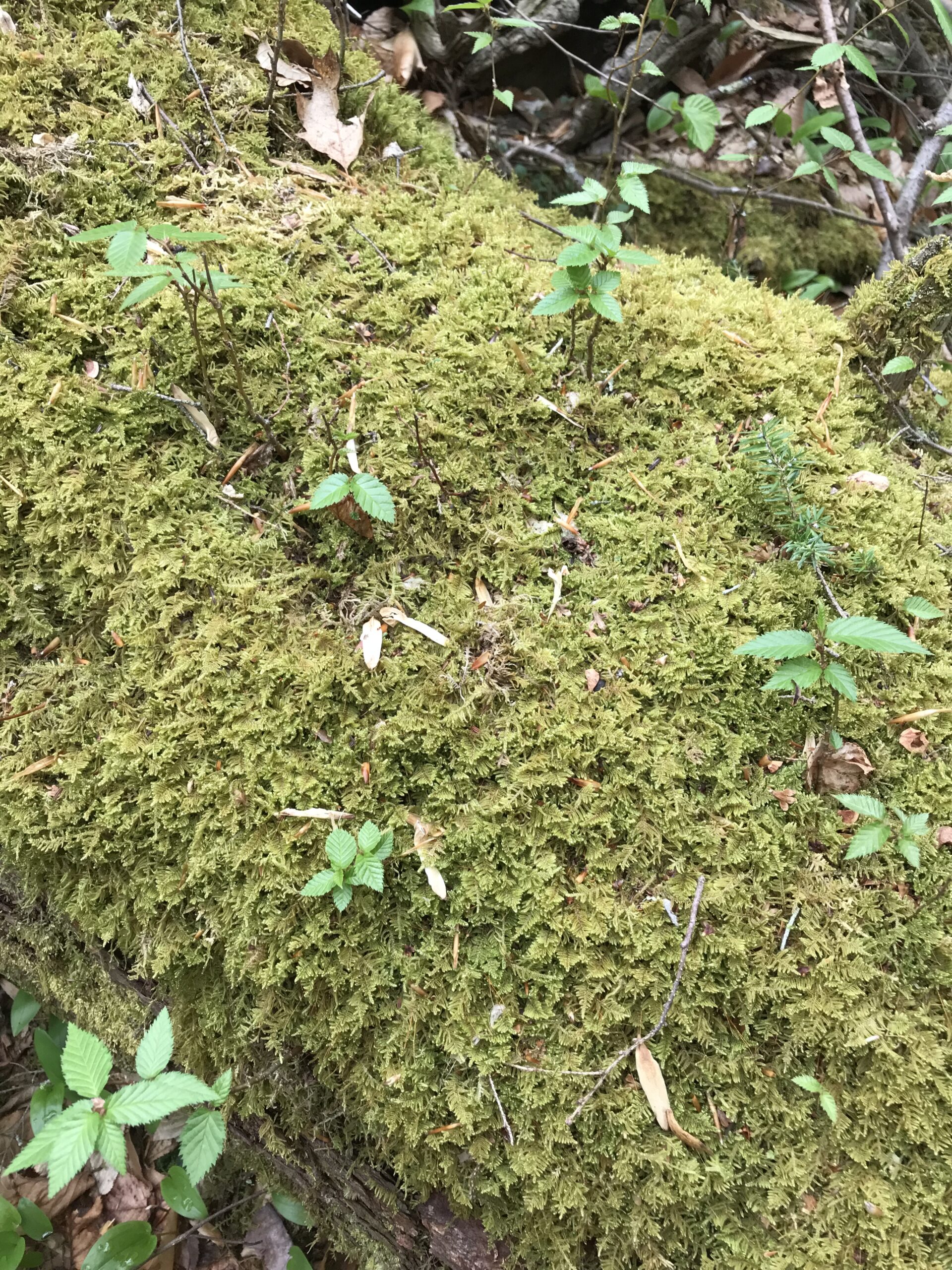 Spring in the  Old-Growth Forest