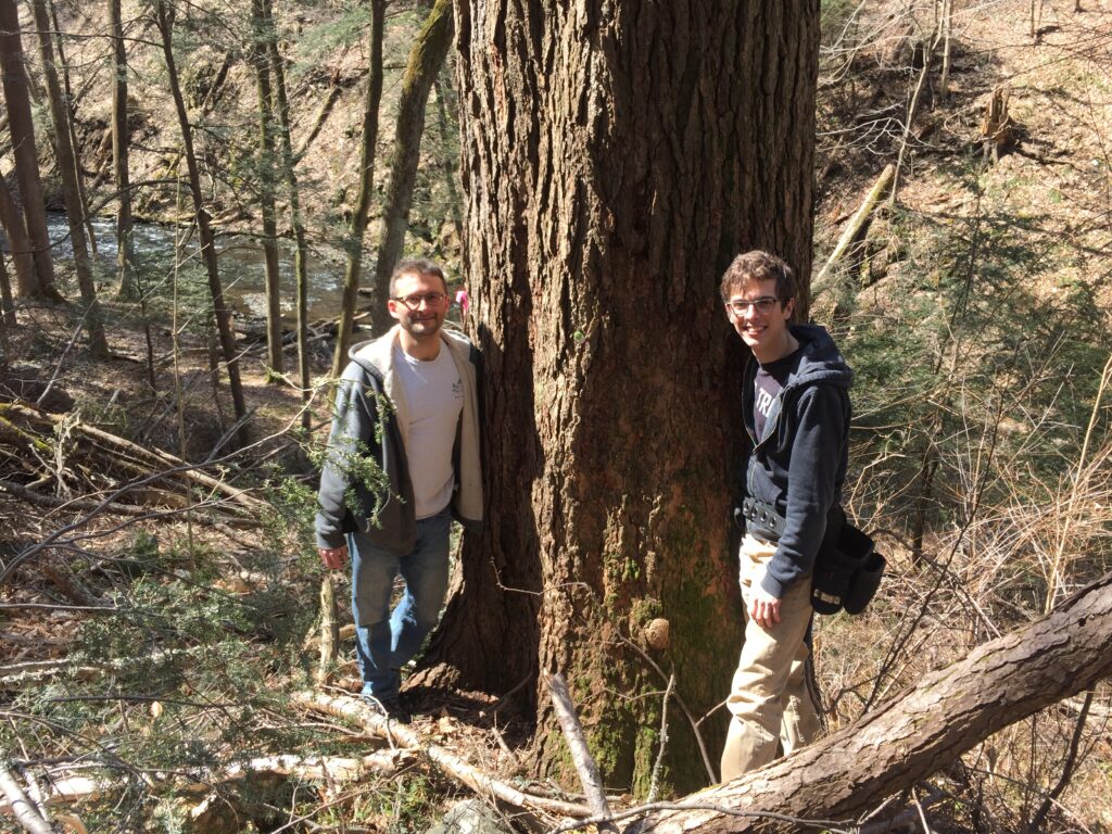 Two men, Chris Nagy and Jean Luc Plante, stand in around a large eastern hemlock tree trunk