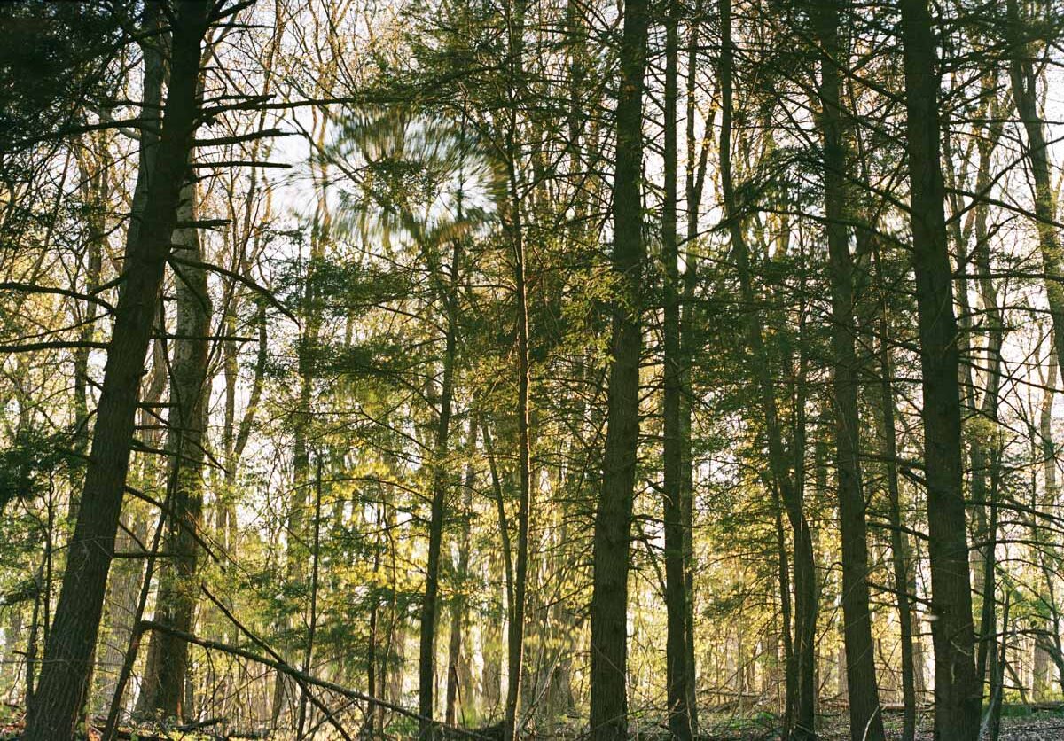 Mianus River Gorge Habitat Improvement Project