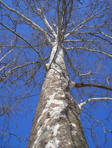 Winter Tree ID